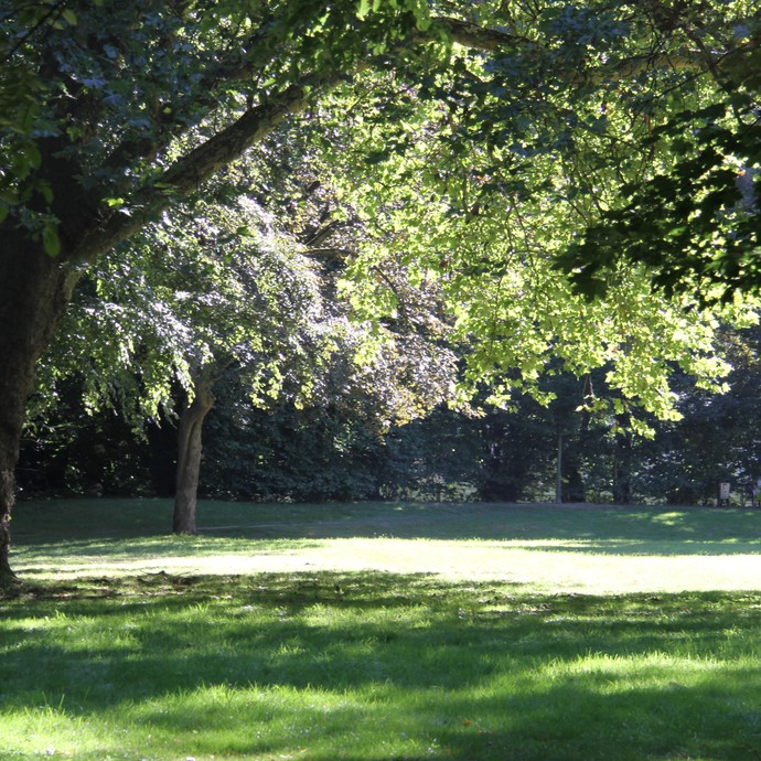 Eine sonnenbeschienene Wiese, umgeben von Bäumen (vergrößerte Bildansicht wird geöffnet)