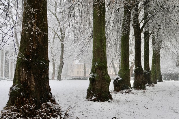 Baumallee im Schnee